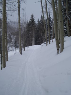 Ski Track up the Spraddle Creek Road