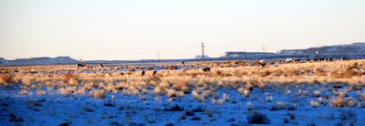 Pronghorn Just Outside Green River, UT