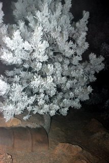 Frost Covered Tree on Manitou Incline
