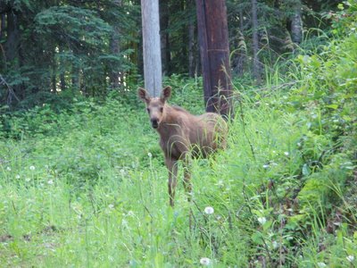 Moose calf in Anchorage