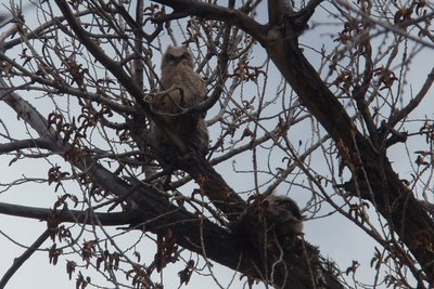 Owlets along Monument Creek, Colorado Springs