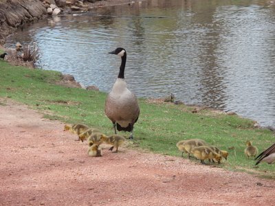 Geese and Goslings in Monument Valley Park, Colorado Springs