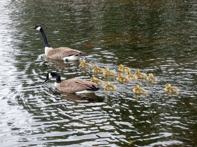 Geese and Goslings in Monument Valley Park, Colorado Springs