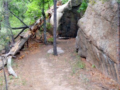 Cougar's Shadow at Cheyenne Mountain State Park