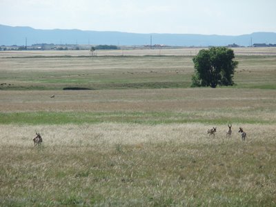 Pronghorn Along US 24