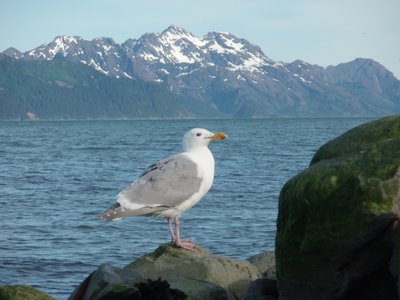 Sea Gull at Resurrection Bay, Alaska
