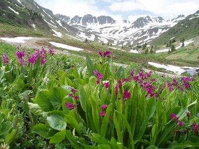 American Basin