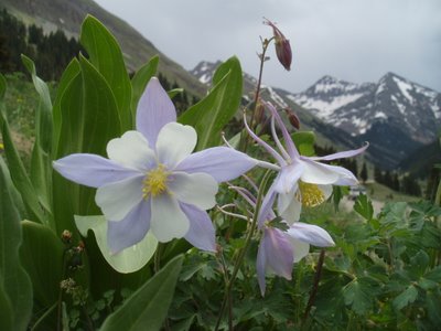 Blue Columbine