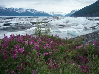 Knik Glacier and Fireweed