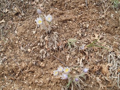 Pasque Flower Along Barr Trail