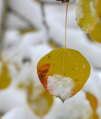Snowy Aspen Leaves