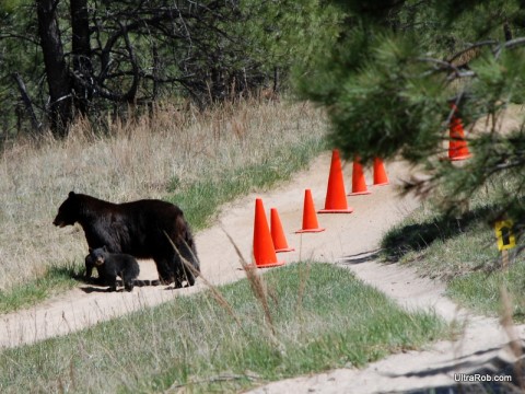 Bears at Mountain Bike Race in Palmer Park