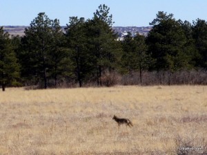 Coyote at the Air Force Academy