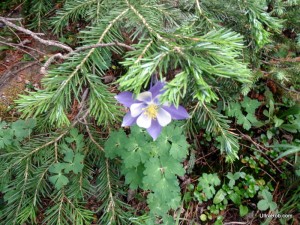 Columbin Along Cheyenne Creek