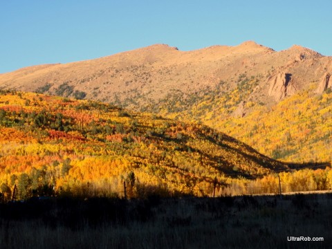 Fall Aspen Near Cripple Creek, CO