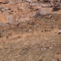 big-horn-sheep-042116-0121