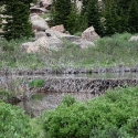 Beaver Dam on Pikes Peak South Slope