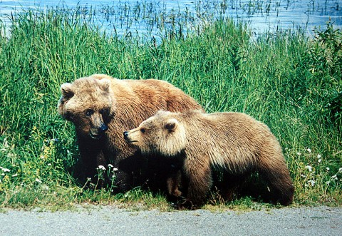 Grizzly Bear and Cub