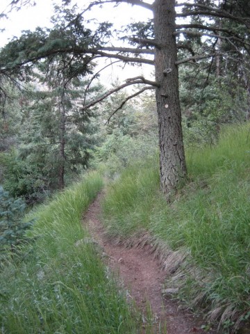 Thomas Trail - Green Mountain Falls, Colorado