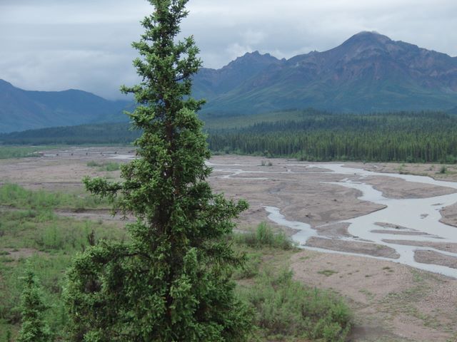 Teklanika River in Denali National Park