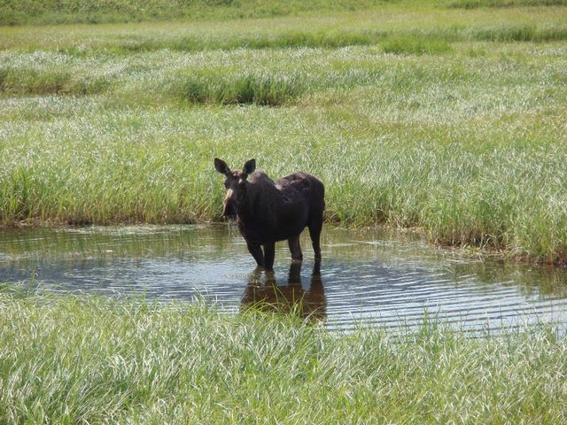 Moose Along Seward Highway Near End of Turnagain Arm